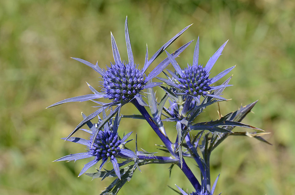 Eryngium amethystinum / Calcatreppola ametistina